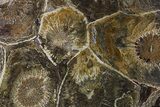 Polished Fossil Coral (Actinocyathus) - Morocco #85037-1